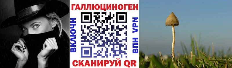 Купить где  Кизляр  Галлюциногенные грибы Magic Shrooms 